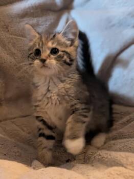 Domestic Short Hair Cats Available for Adoption - Miss Crabtree | PetCurious