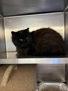 Domestic Long Hair Cats Available for Adoption in Louisville, Kentucky - SHIRLEY TEMPLE | PetCurious