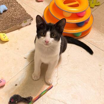 Feta -  Domestic Short Hair Cat for Adoption in Fort Lauderdale, Florida - Feta | PetCurious