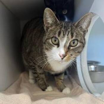Domestic Short Hair Cats Available for Adoption in Fort Worth, Texas - Lilly | PetCurious