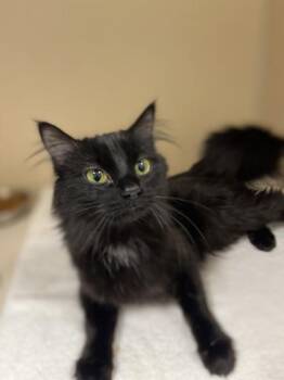 Domestic Medium Hair Cats Available for Adoption in Hackensack, Minnesota - Wispurr | PetCurious
