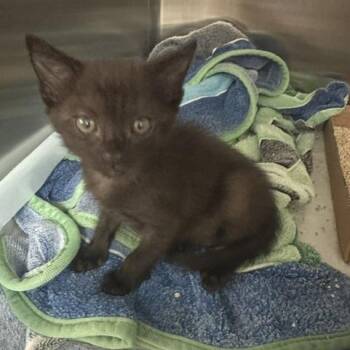 Nokia -  Domestic Short Hair Cat for Adoption in Clearwater, Florida - Nokia | PetCurious