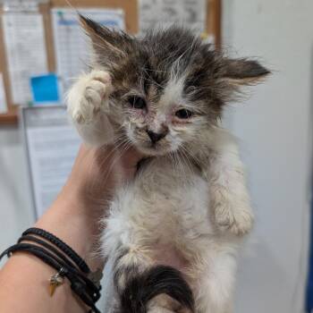 DJ -  Persian and Domestic Medium Hair Cat for Adoption in Buchanan Dam, Texas - DJ | PetCurious