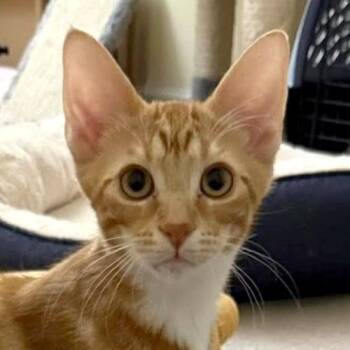 Bisquick -  Domestic Short Hair Cat for Adoption in Crystal Lake, Illinois - Bisquick | PetCurious