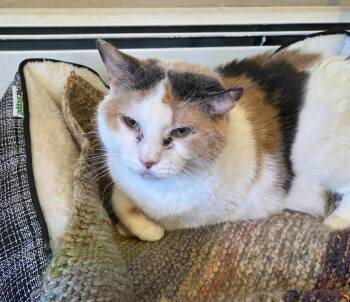 Darla -  Domestic Short Hair Cat for Adoption in Wells, Maine - Darla | PetCurious