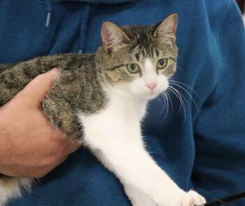 Rescue Domestic Short Hair Cats for Adoption in Pflugerville, Texas - Kitten3 | PetCurious