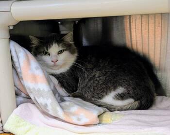 Rescue Domestic Long Hair Cats for Adoption in La Crescent, Minnesota - FUZZY | PetCurious