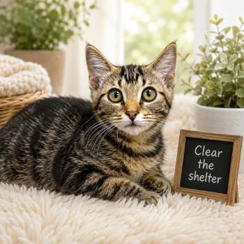 Chili Cheese -  Domestic Medium Hair Cat for Adoption in Columbiana, Alabama - Chili Cheese | PetCurious
