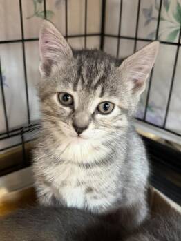 Domestic Short Hair Cats Available for Adoption in Cincinnati, Ohio - Eyas | PetCurious