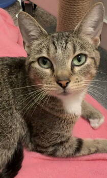Rescue Domestic Short Hair Cats for Adoption in O