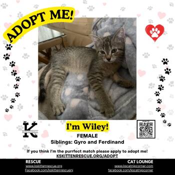 Wiley -  Domestic Short Hair Cat for Adoption in OSBORNVILLE, New Jersey - Wiley | PetCurious
