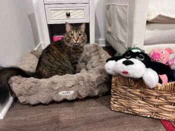 Faye -  Domestic Medium Hair Cat for Adoption in Fayetteville, Arkansas - Faye | PetCurious