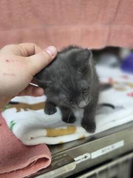 Santana -  Domestic Short Hair Cat for Adoption in Westland, Michigan - Santana | PetCurious
