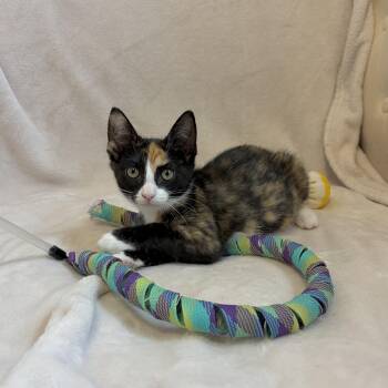 Willow -  Calico and Domestic Short Hair Cat for Adoption in Mastic, New York - Willow | PetCurious