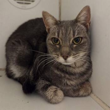 Domestic Short Hair Cats Available for Adoption - NOODLE | PetCurious