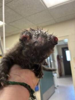 Lady Kluck -  Domestic Short Hair Cat for Adoption in Gainesville, Florida - Lady Kluck | PetCurious