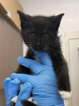 Rosie Belle -  Domestic Short Hair Cat for Adoption in Fishers, Indiana - Rosie Belle | PetCurious
