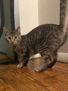 Rescue Tabby Cats for Adoption in Beckley, West Virginia - Soots | PetCurious