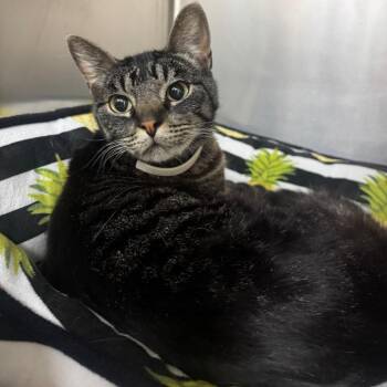 Smokey -  Domestic Short Hair Cat Available for Adoption in Buellton, California - Smokey | PetCurious