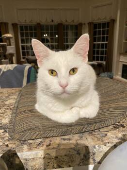 Pearl -  Domestic Short Hair Cat for Adoption in Williamsburg, Iowa - Pearl | PetCurious
