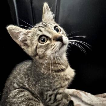 Wemby -  Domestic Short Hair Cat for Adoption in Long Beach, California - Wemby | PetCurious