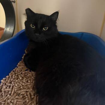 Zorro -  Domestic Medium Hair Cat for Adoption in Concord, New Hampshire - Zorro | PetCurious