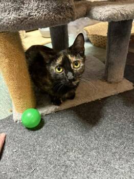 Domestic Short Hair Cats Available for Adoption in Dallas, Texas - Audrey Hepburn | PetCurious