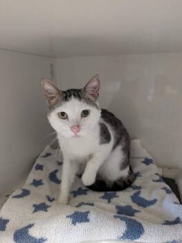 Keeta -  Domestic Short Hair Cat for Adoption in Warren, Pennsylvania - Keeta | PetCurious