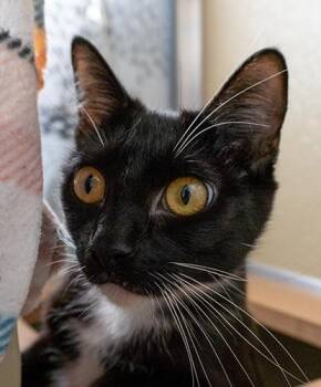 Rescue Domestic Short Hair Cats for Adoption in Encinitas, California - Talulah | PetCurious