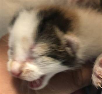 Domestic Short Hair Cats Available for Adoption in Houston, Texas - A655734 | PetCurious