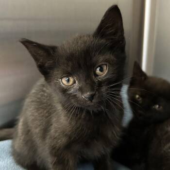 Domestic Short Hair Cats Available for Adoption in Lynchburg, Virginia - Corvus | PetCurious