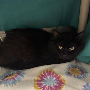 Teddy -  Domestic Long Hair Cat for Adoption in Mentor, Ohio - Teddy | PetCurious