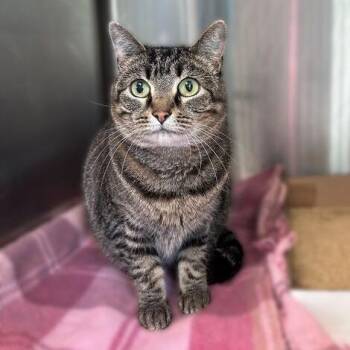 Domestic Short Hair Cats Available for Adoption in Davenport, Iowa - Cookie Crisp | PetCurious