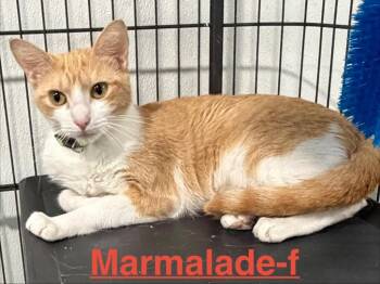 Marmalade 26 -  Tabby and Domestic Short Hair Cat for Adoption in Brookhaven, Mississippi - Marmalade 26 | PetCurious