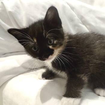 Zara -  Domestic Short Hair Cat for Adoption in Zimmerman, Minnesota - Zara | PetCurious