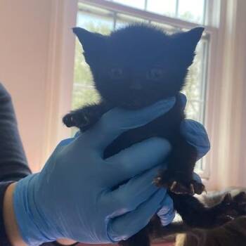 Ceres -  Domestic Short Hair Cat for Adoption in South Elgin, Illinois - Ceres | PetCurious
