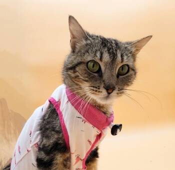Rescue Domestic Short Hair Cats for Adoption in Springfield, Missouri - Rosalynn | PetCurious