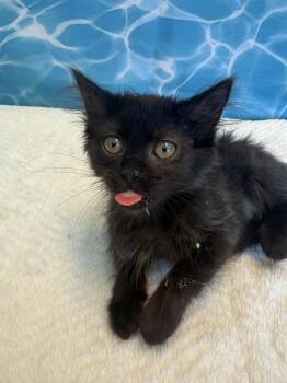 Kyleena -  Domestic Long Hair Cat for Adoption in Wheaton, Illinois - Kyleena | PetCurious
