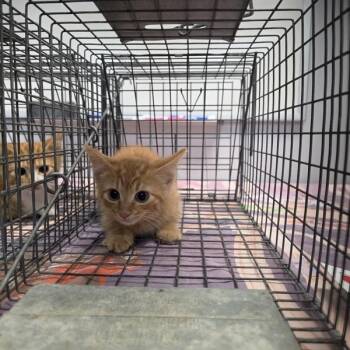 Elvis -  Domestic Short Hair Cat for Adoption in Des Moines, Iowa - Elvis | PetCurious