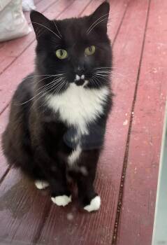 Millie Mustache -  Domestic Medium Hair Cat for Adoption in Crockett, California - Millie Mustache | PetCurious