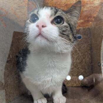 Domestic Short Hair Cats Available for Adoption - Addison | PetCurious