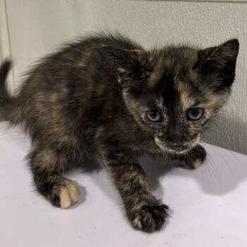 Camila -  Domestic Short Hair Cat for Adoption in Clearwater, Florida - Camila | PetCurious