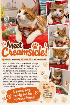 Creamsicle -  Domestic Short Hair Cat for Adoption in Richmond, Virginia - Creamsicle | PetCurious