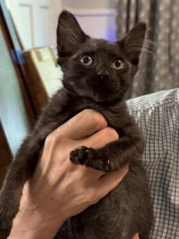 Scorpio -  Domestic Short Hair Cat for Adoption in Fort Worth, Texas - Scorpio | PetCurious