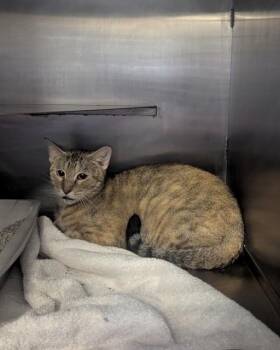 FLOWER -  Domestic Short Hair Cat for Adoption in Conroe, Texas - FLOWER | PetCurious