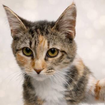 Domestic Short Hair Cats Available for Adoption - Haley | PetCurious