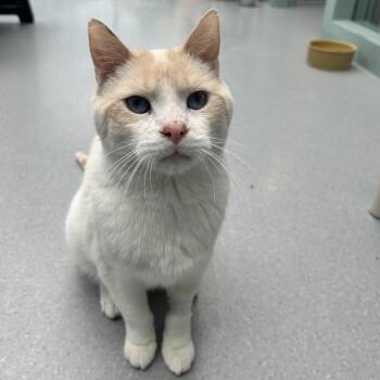 Casper -  Siamese Cat for Adoption in Lakewood, Colorado - Casper | PetCurious