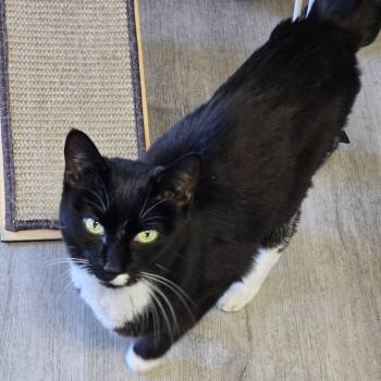 Biscotti -  Domestic Short Hair Cat for Adoption in Denver, Colorado - Biscotti | PetCurious