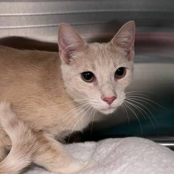 Domestic Short Hair Cats Available for Adoption - Sandy | PetCurious