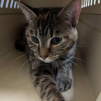 Zephyr -  Domestic Short Hair Cat for Adoption in Charlottesville, Virginia - Zephyr | PetCurious